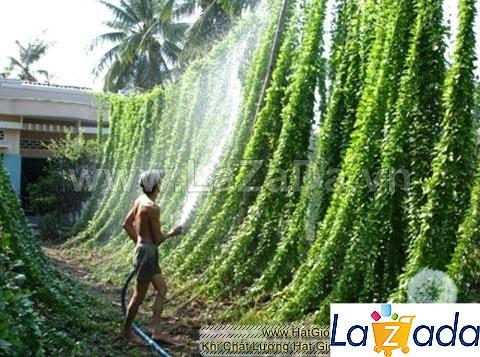 6GR 300.HẠT Hạt Giống Sương Sâm Lông (| C25*V34)