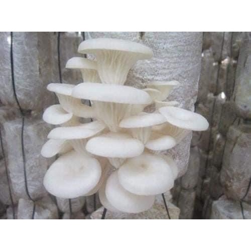 Phôi nấm Sò (1 kiện 14 bịch phôi)