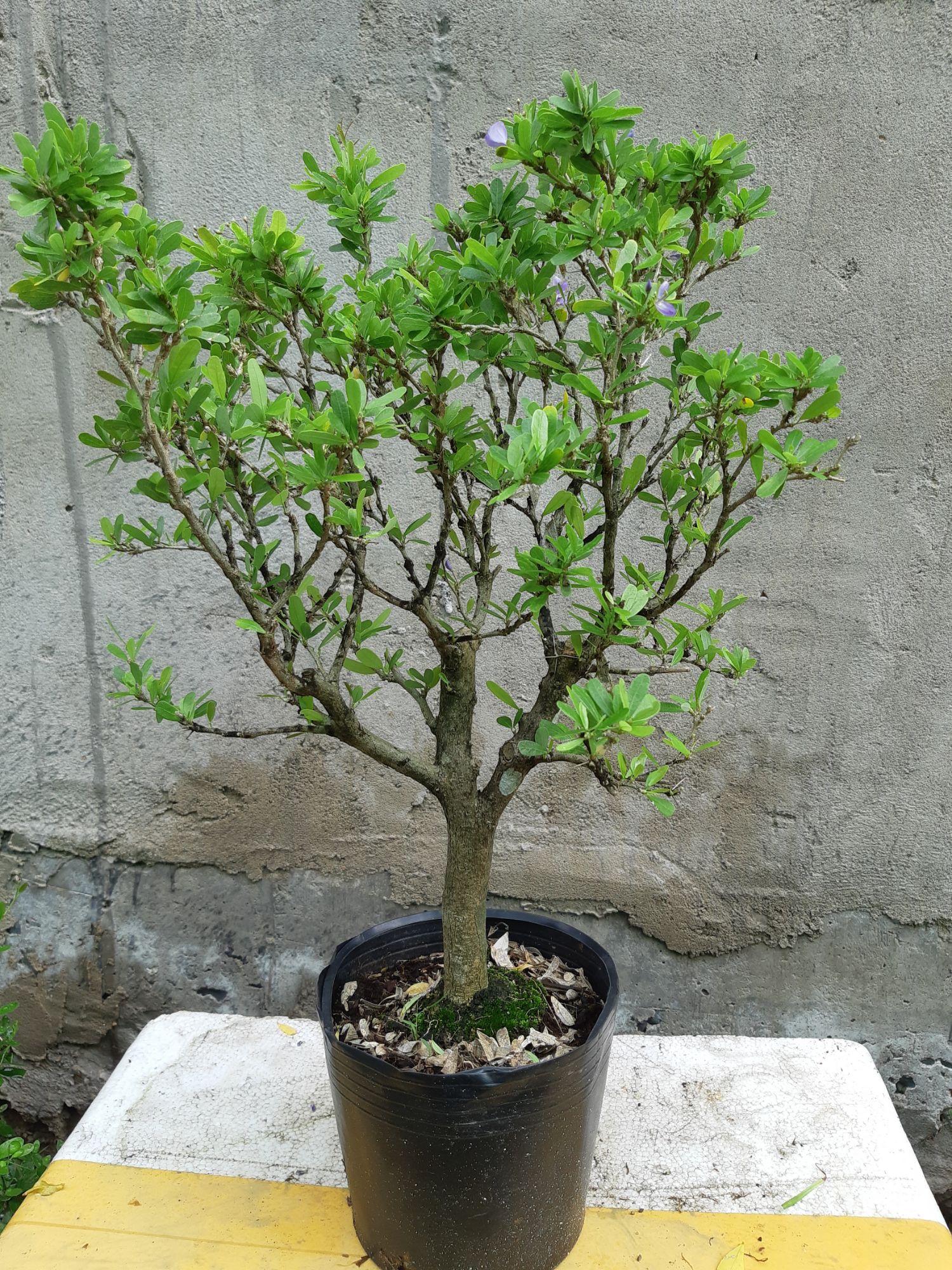 linh sam siêu bông gốc trung