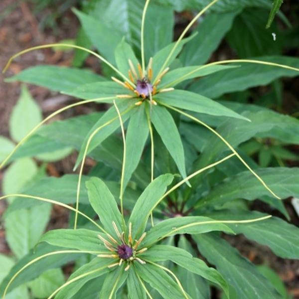 [3 packs] - paris polyphylla
