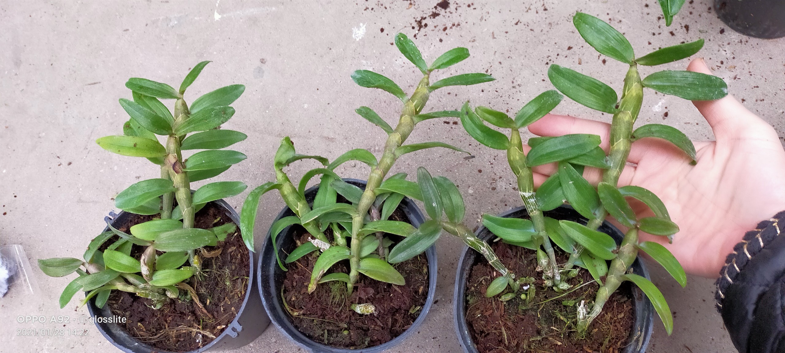 PHI ĐIỆP HỒNG NHẬT HẠ CHẬU NĂM HAI