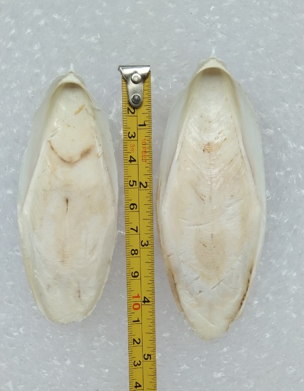 1 NAN NHỎ (12cm-16cm) CHO CHIM, VẸT, YẾN PHỤNG