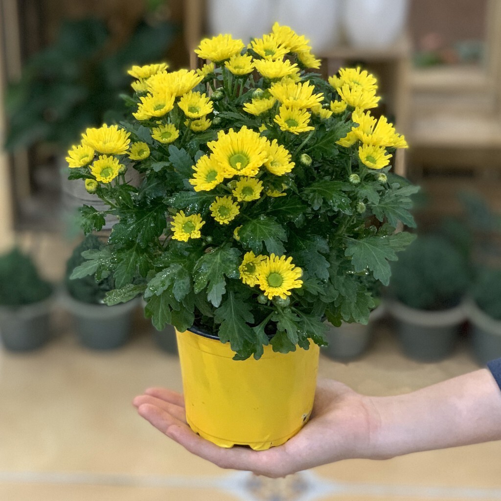 Hạt Giống Hoa Cúc Mini (Cúc Mâm Xôi Vàng)
