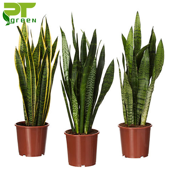 combo 2 cây giống lưỡi hổ