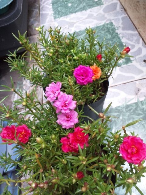 CHẬU HOA 10G MINI SIÊU ĐẸP MIXX ĐỦ MÀU HOA, ĐỦ LOẠI (NHẬT, MỸ , THÁI LAN )