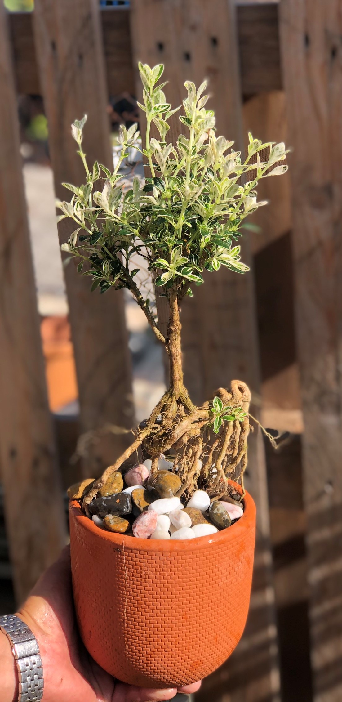 Cây Bạch Ngọc Mai dáng Bonsai