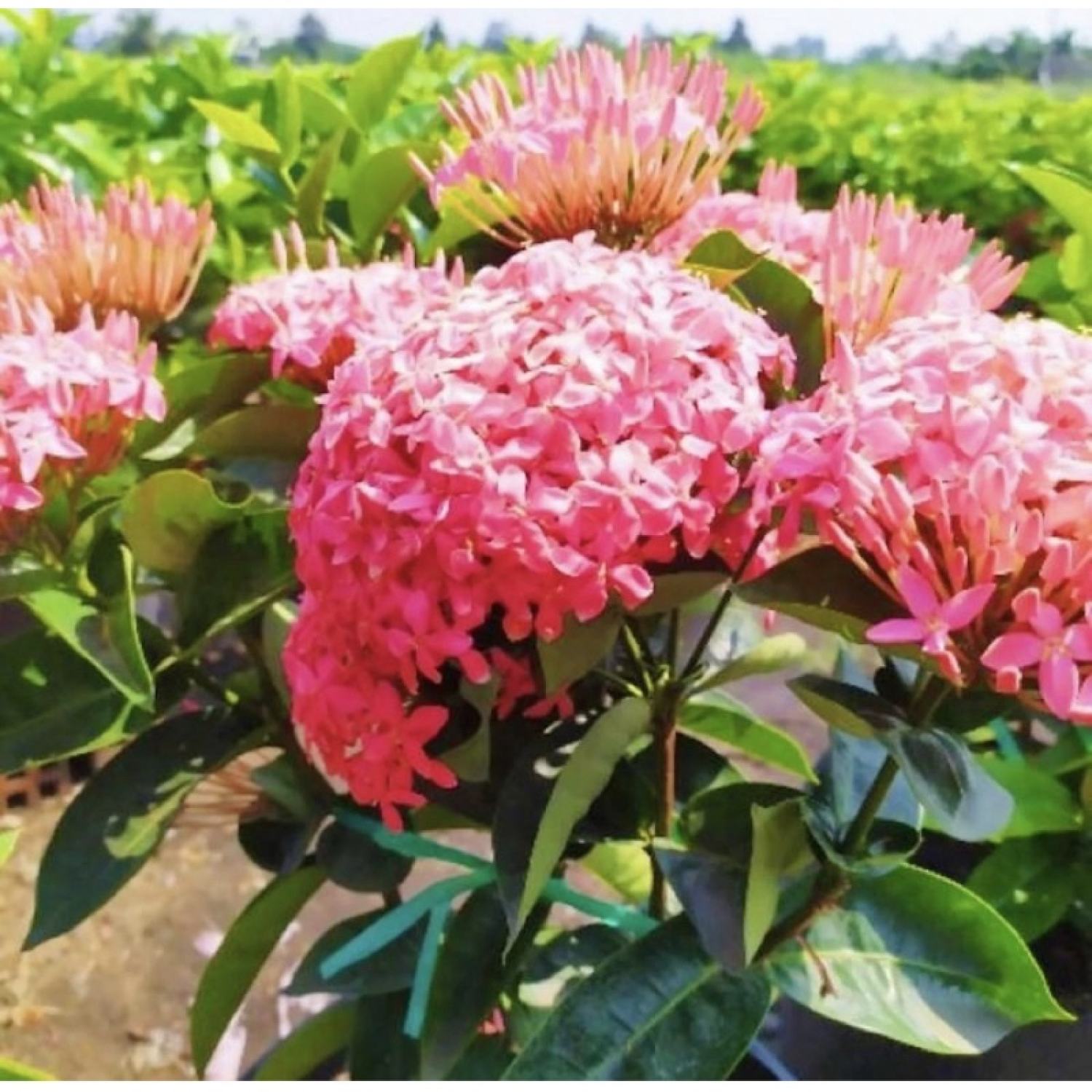 Cây giống bông trang Mỹ hồng - chậu lớn