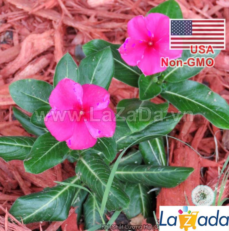 50h Hạt Giống Hoa Dừa Cạn Lùn Hồng (C2.302| -KD: B6*V24*M003)