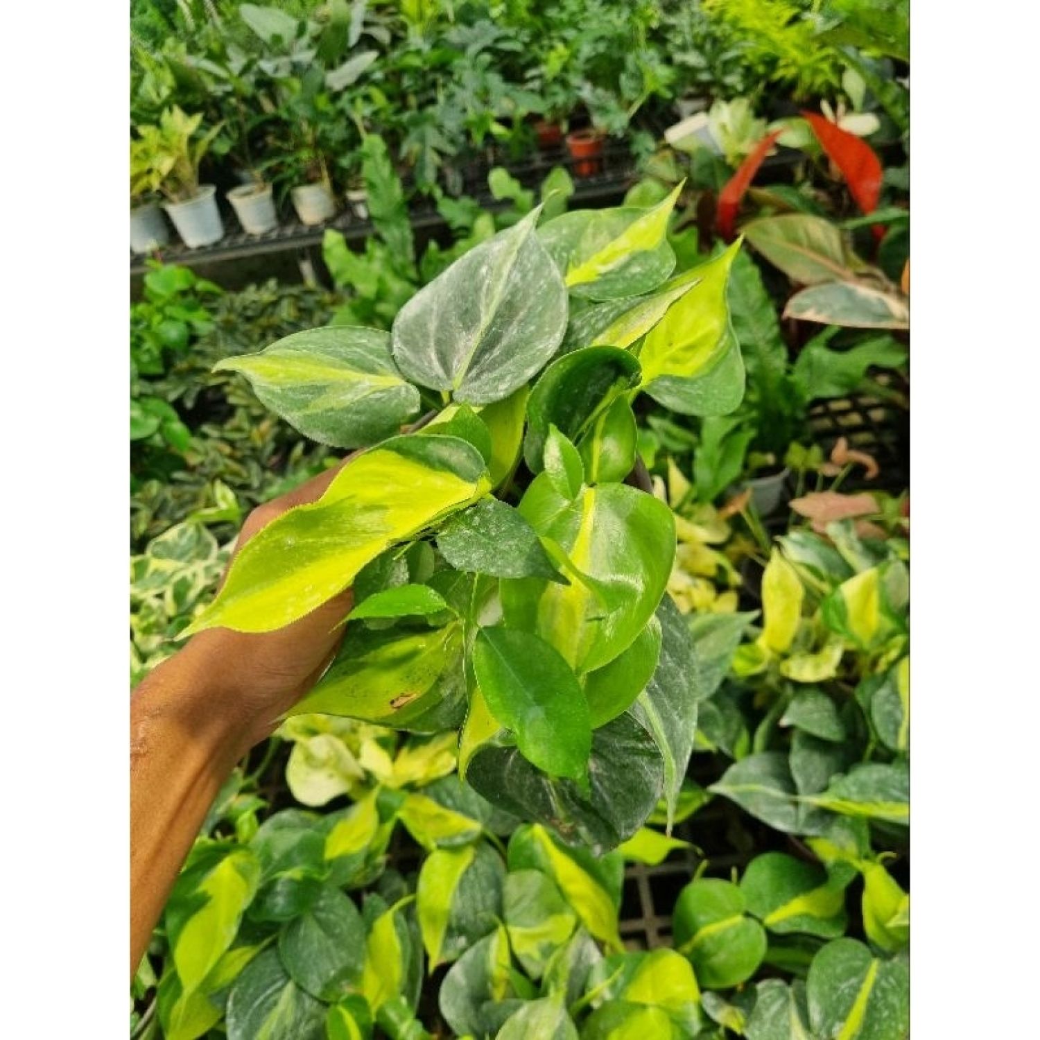Cây trầu bà vàng - Philodendron hederaceum