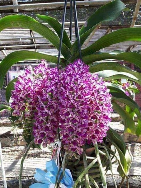 Hoa phong lan đai châu ( Ngọc điểm ) thái lá mít cây giống cây đẹp giống chuẩn