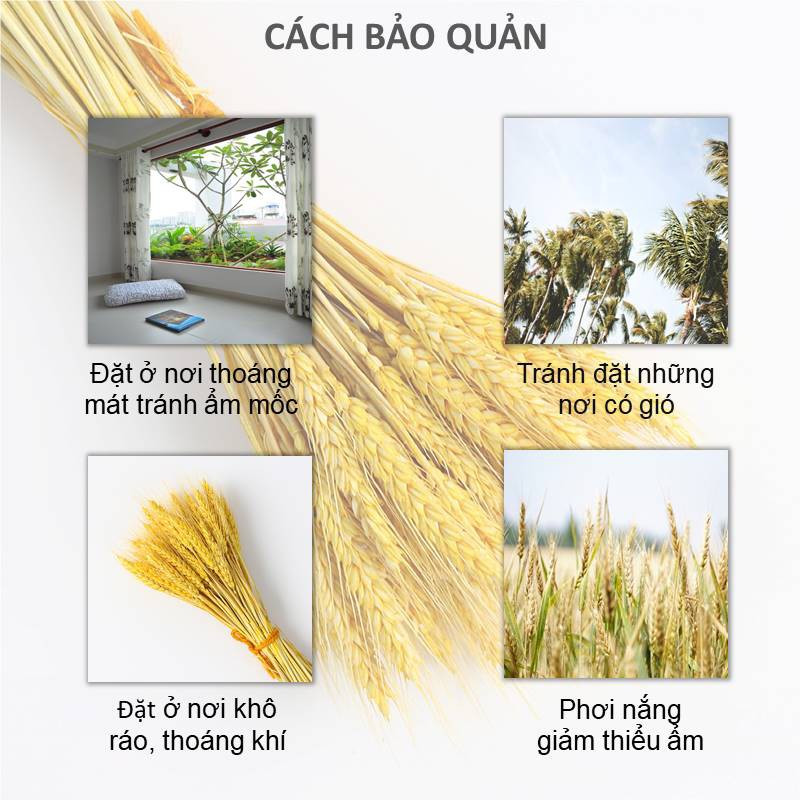 [CÓ QUÀ TẶNG] Bó Hoa Bông Lúa Mạch Khô Decor Trang Trí