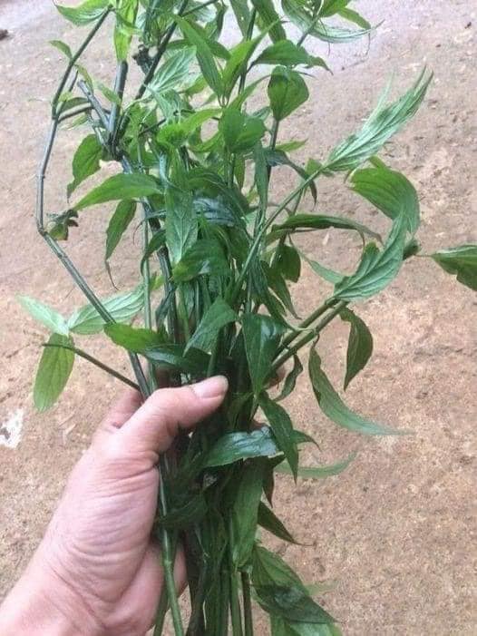 cây xương khỉ ( bìm bịp) khô 1 kg