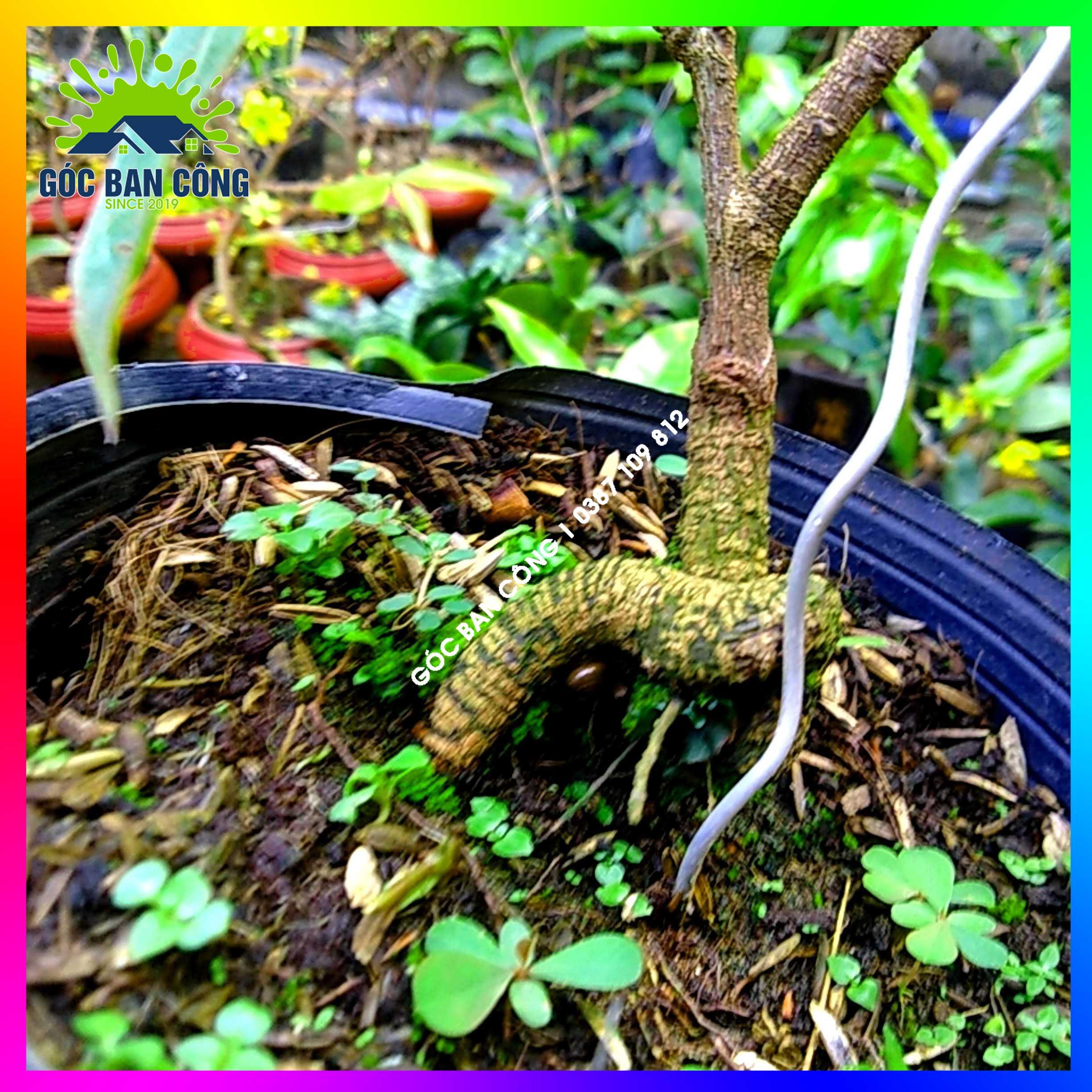 Mai Đại Lộc Bonsai Mini