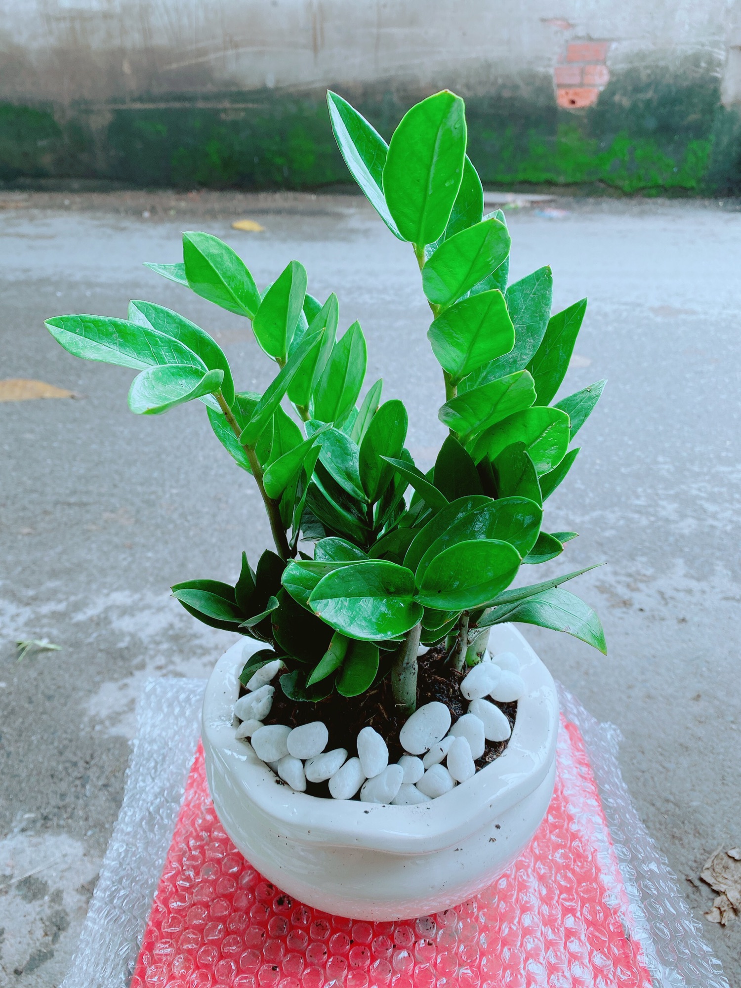 [HCM]Chậu Kim Tiền Để Bàn