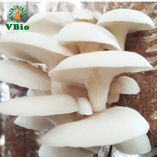 Phôi nấm sò trắng - Phôi nấm bào ngư