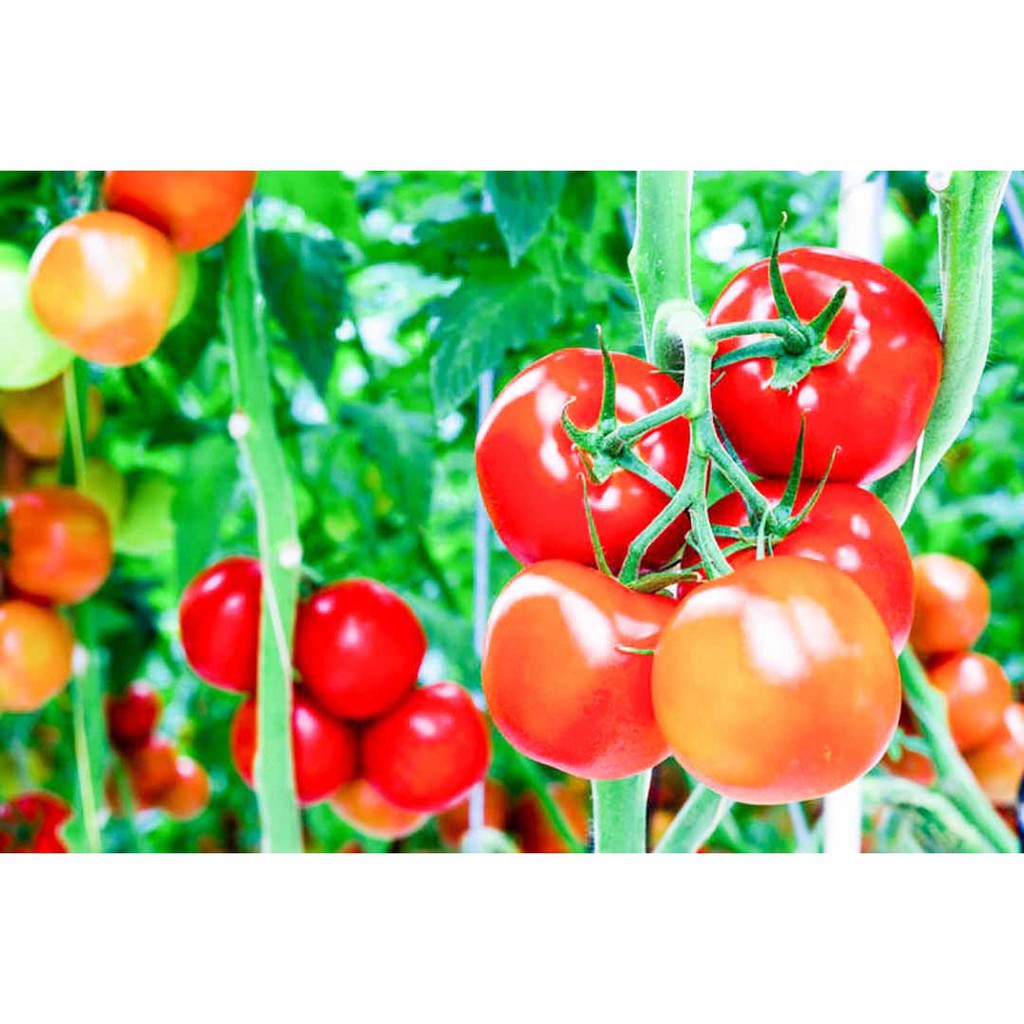 Phân Bón Lá Cao Cấp FGA3, (trọng lượng gói 50g)