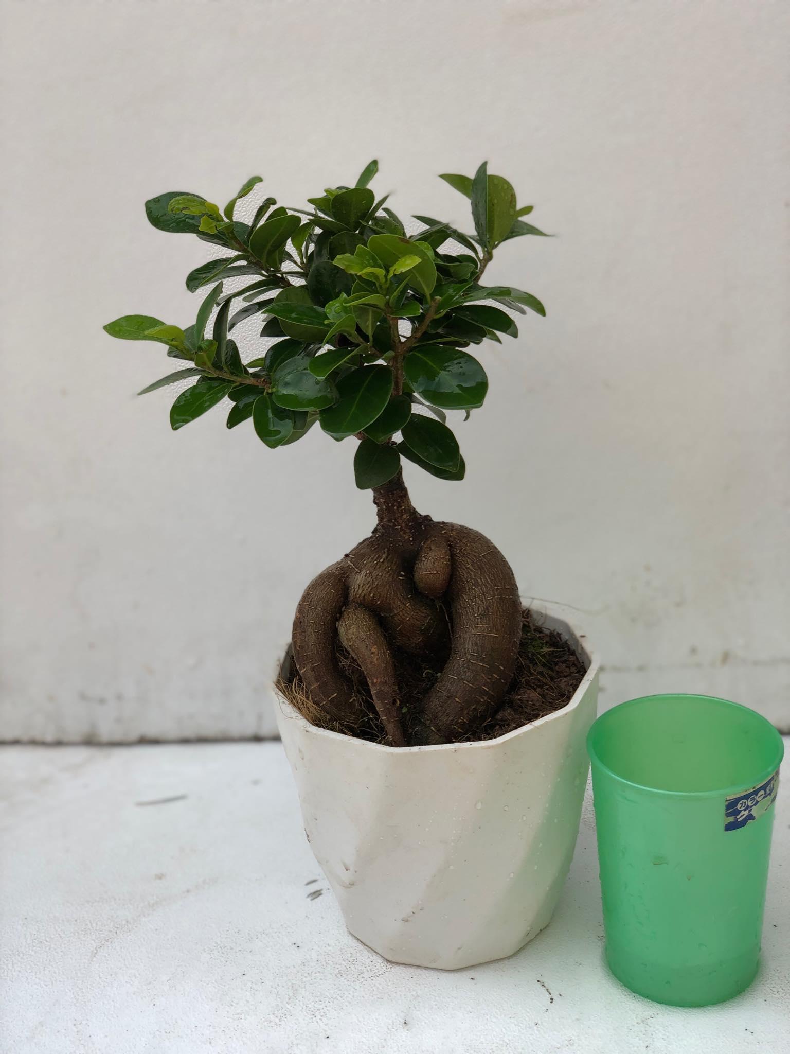 Cây bon sai si nhật 1