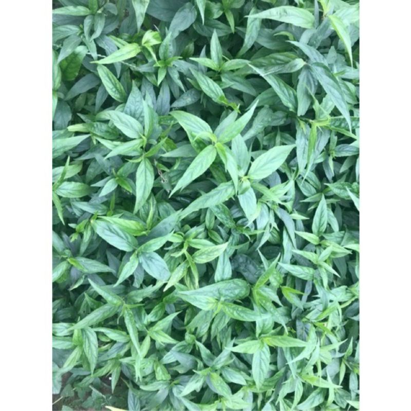 ☆☆ Cây bìm bịp / xương khỉ / mảnh cọng
