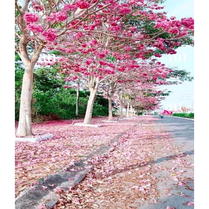 cây giống kèn hồng