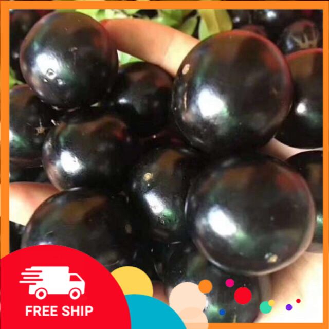 Nho thân gỗ loại nhỡ.tán đẹp.cao 1m.