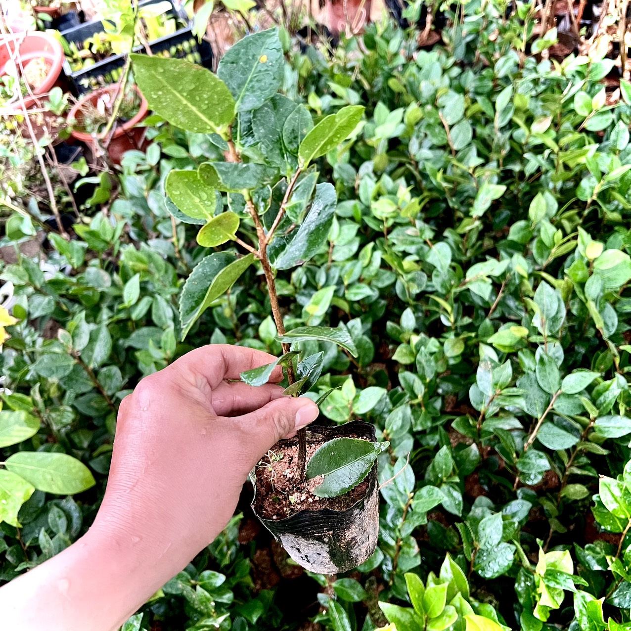 Cây giống trà thơm cao 20cm (ảnh thật số 2)