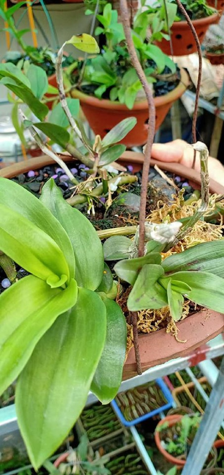 Combo phong lan ( trầm tím+ phi điệp)