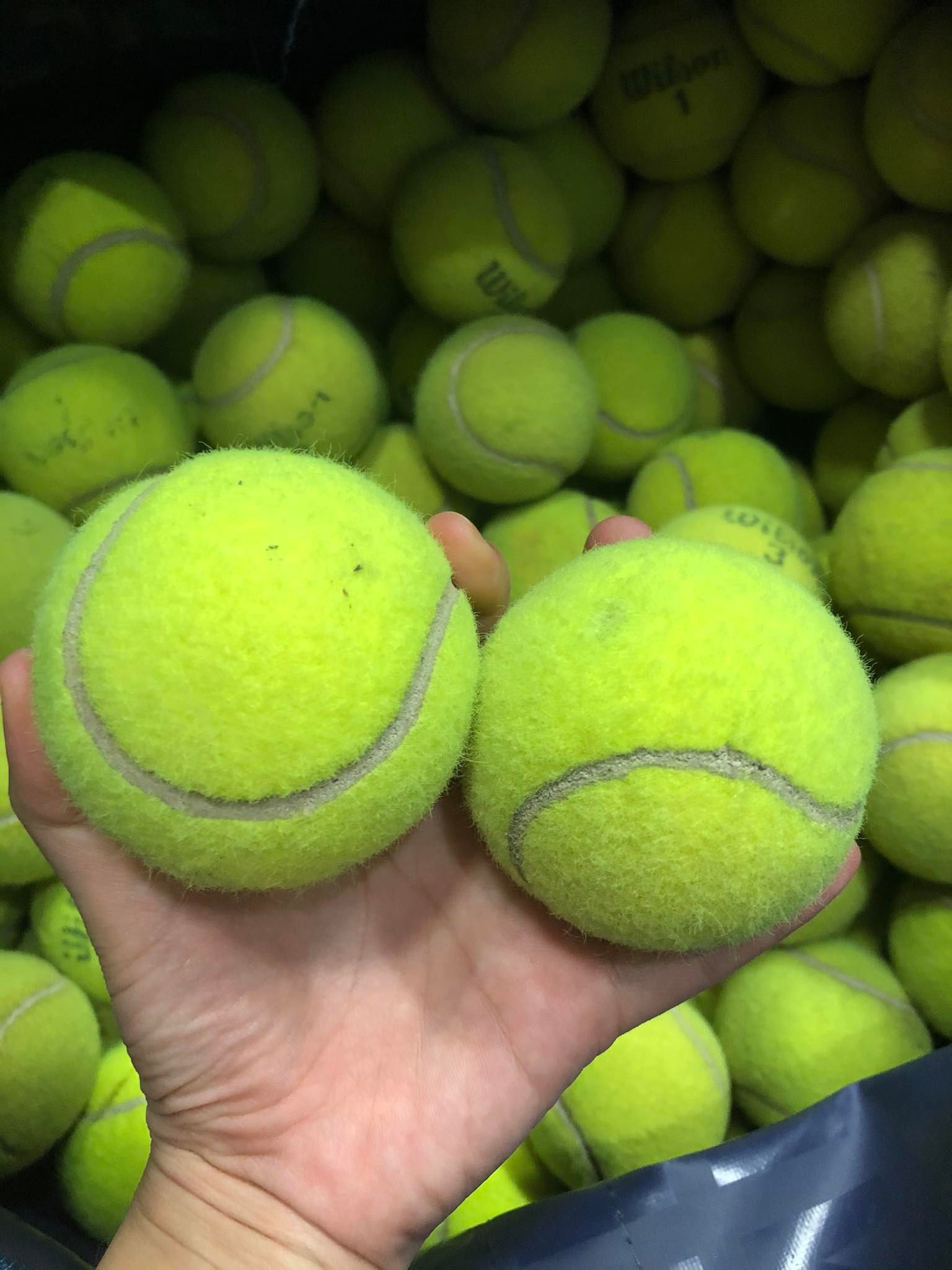 Bóng Tennis Đồ Chơi Cho Thú Cưng Chó Mèo Vờn Bắt - iPet Shop