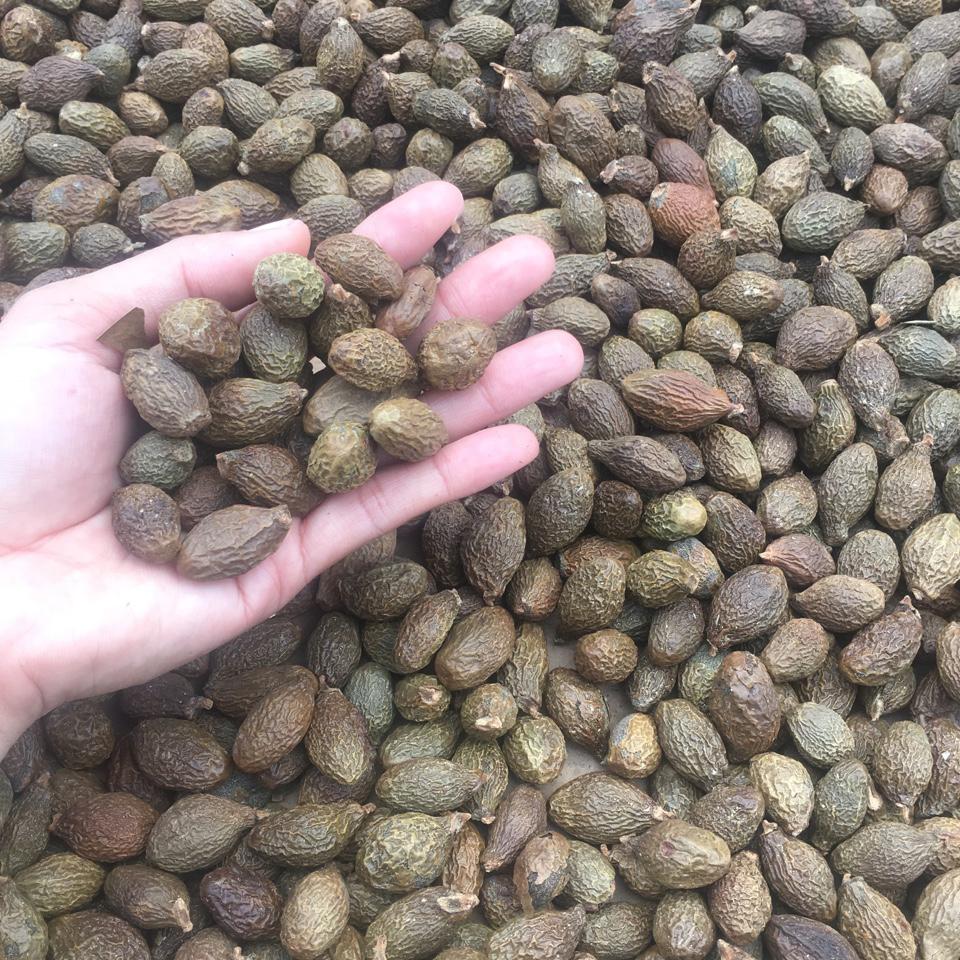 Hạt Đười Ươi Bay - 1kg