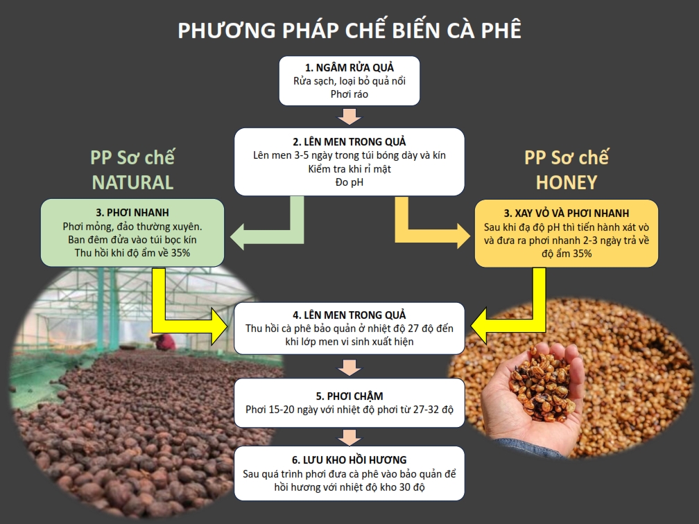 ARABICA Sơ chế Natural -Khe Sanh, Quảng Trị (TOP1 ARABICA COFFEE - VN AMAZING CUP 2024 & 2023 & 2021)