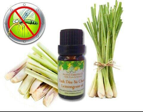 Tinh dầu xả chanh cao cấp 100% thiên nhiên