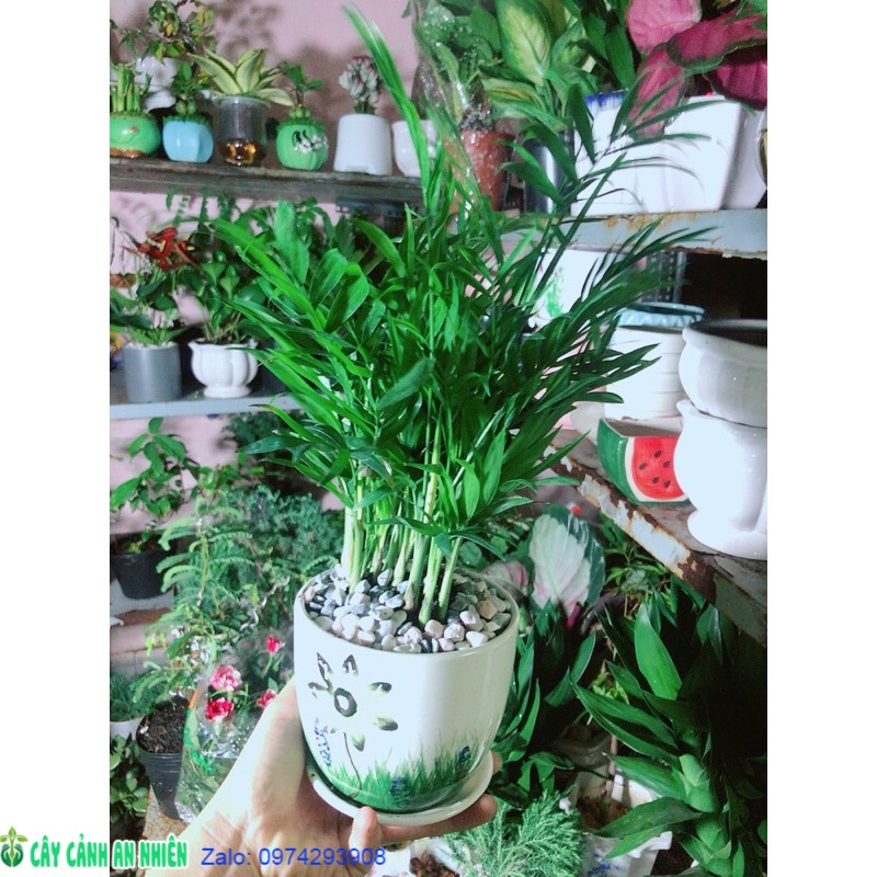 [HCM]Chậu Cây Cau Tiểu Trâm