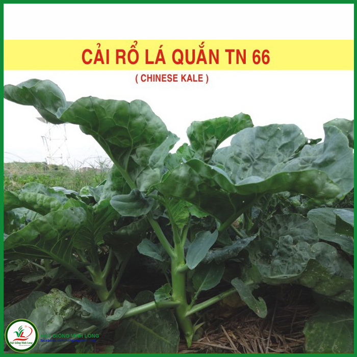 Hạt giống Cải rổ lá quắn TN 66 - 20g