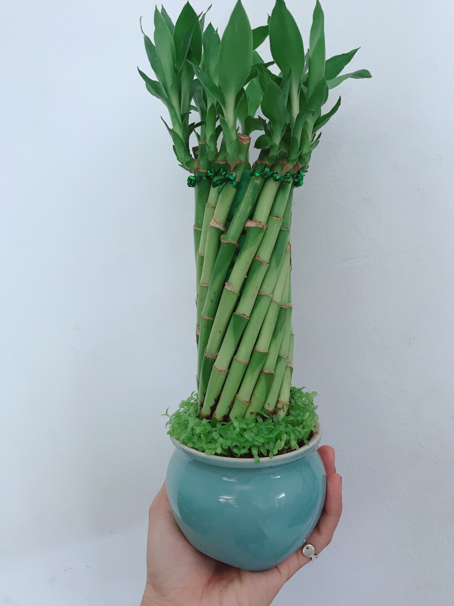 Chậu cây trúc phát tài