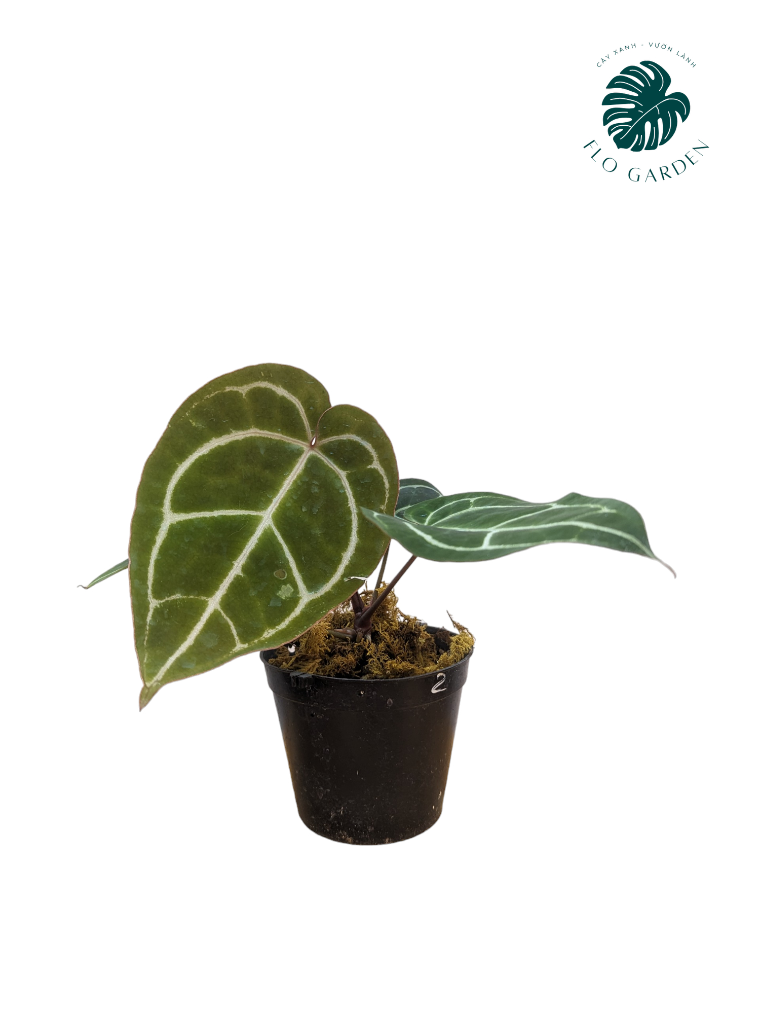Cây Hồng Môn Anthurium Crystallium