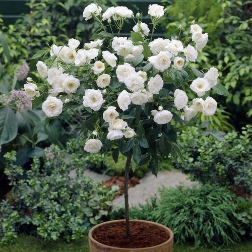 Hạt Giống Hoa Hồng Thân Gỗ . Túi 20 Hạt