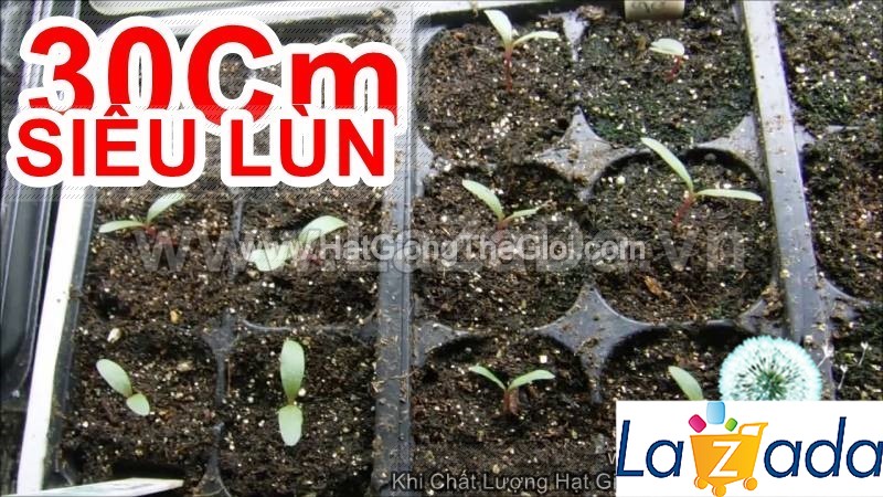 0.5GR 200.HẠT Hạt Giống Hoa Cúc Bách Nhật Siêu Lùn Mix (KD| -KD: B26*V72)