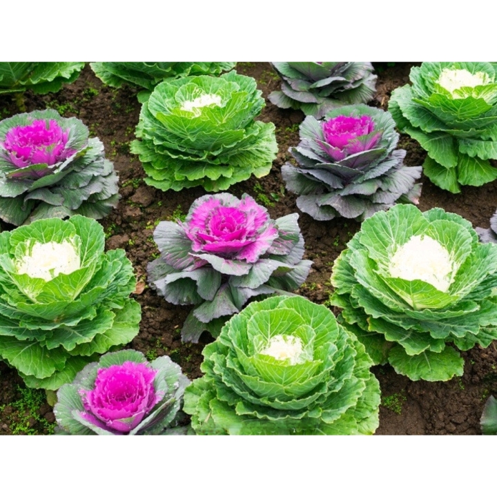 Hoa bắp cải nhiều màu Rd 872 (0.03g)