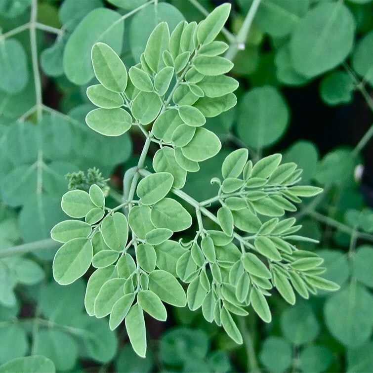 Hạt giống Chùm ngây(2g)