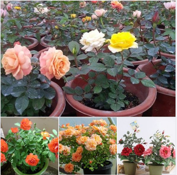 Hạt Giống Hoa Hồng Bụi nhiều màu - ( gói 20 hạt )