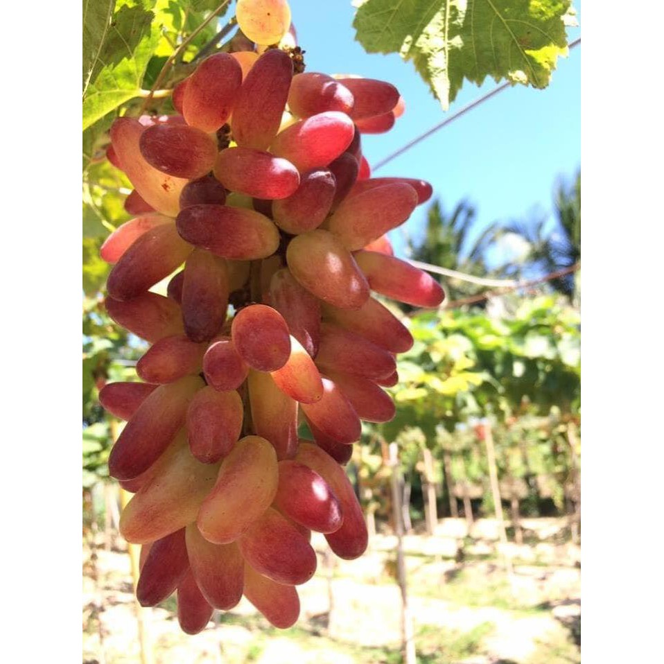 [FREESHIP - Xả Khô Máu] CÂY GIỐNG NHO PHÁP LEO GIÀN