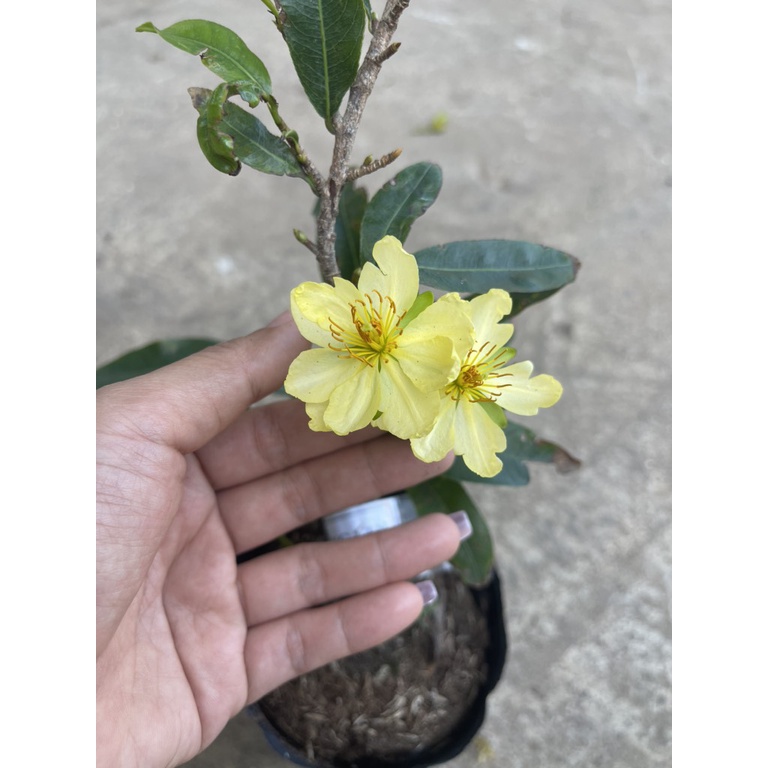 Cây giống hoa mai màu trắng kem