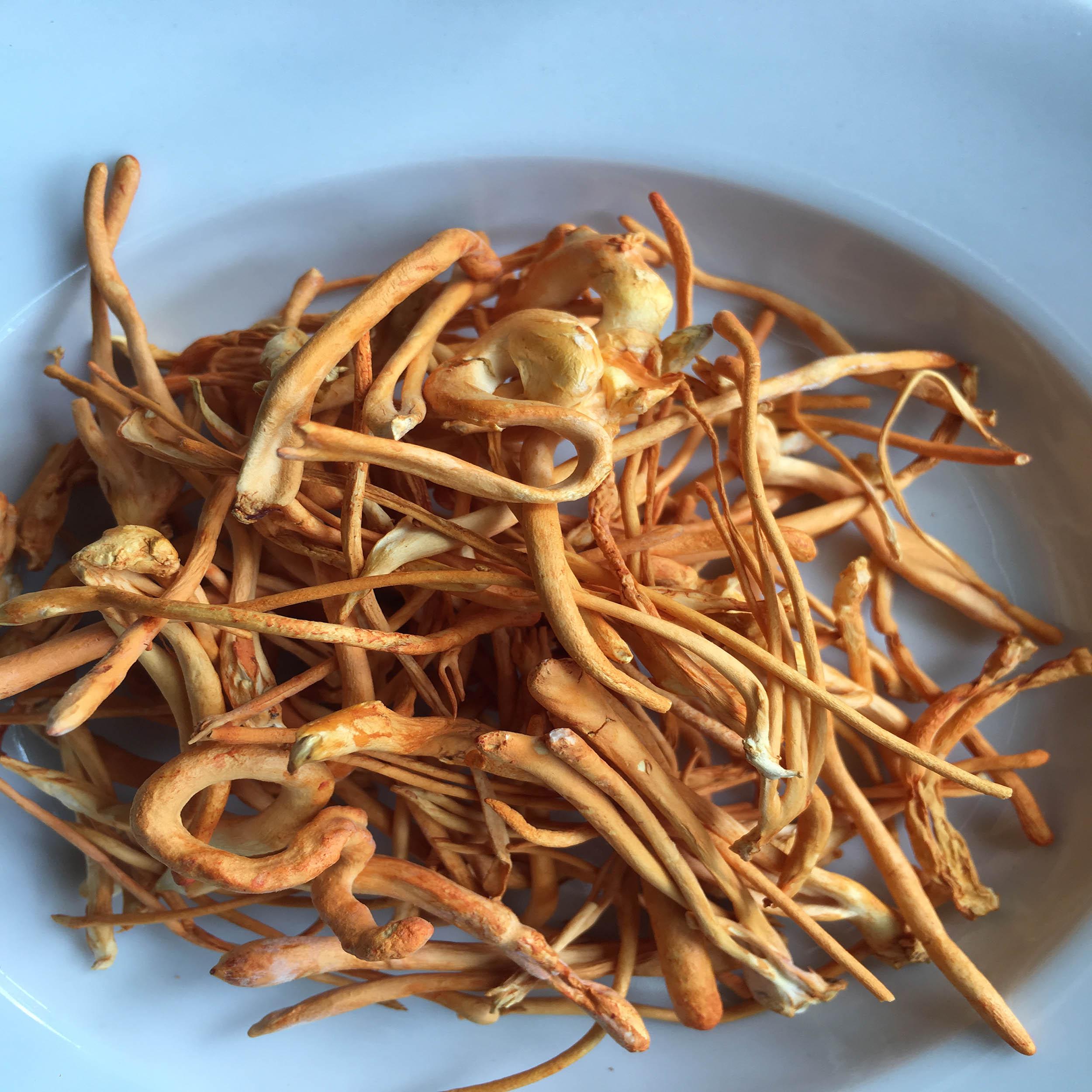 Đông Trùng Hạ thảo Khô 10g