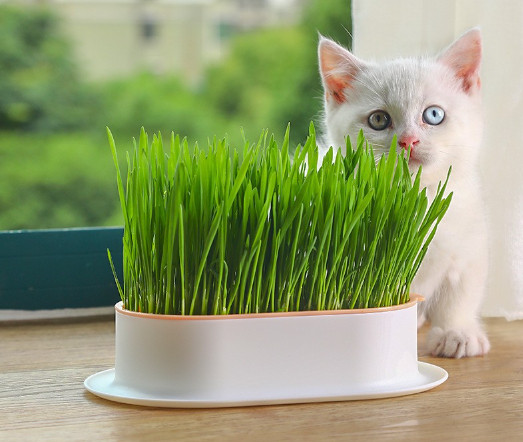 Bộ trồng cỏ mèo thủy sinh