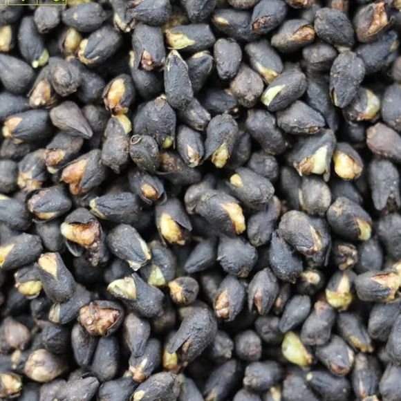 [HCM]Trà kiều mạch đen Himalaya 200g