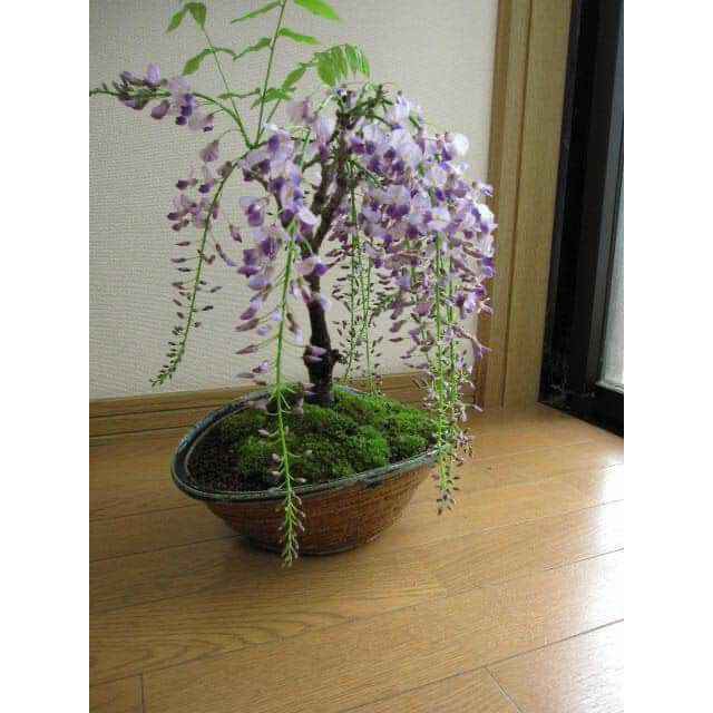 ( MỚI VỀ ) (GIÁ SỈ) CÂY GIỐNG HOA TỬ ĐẰNG