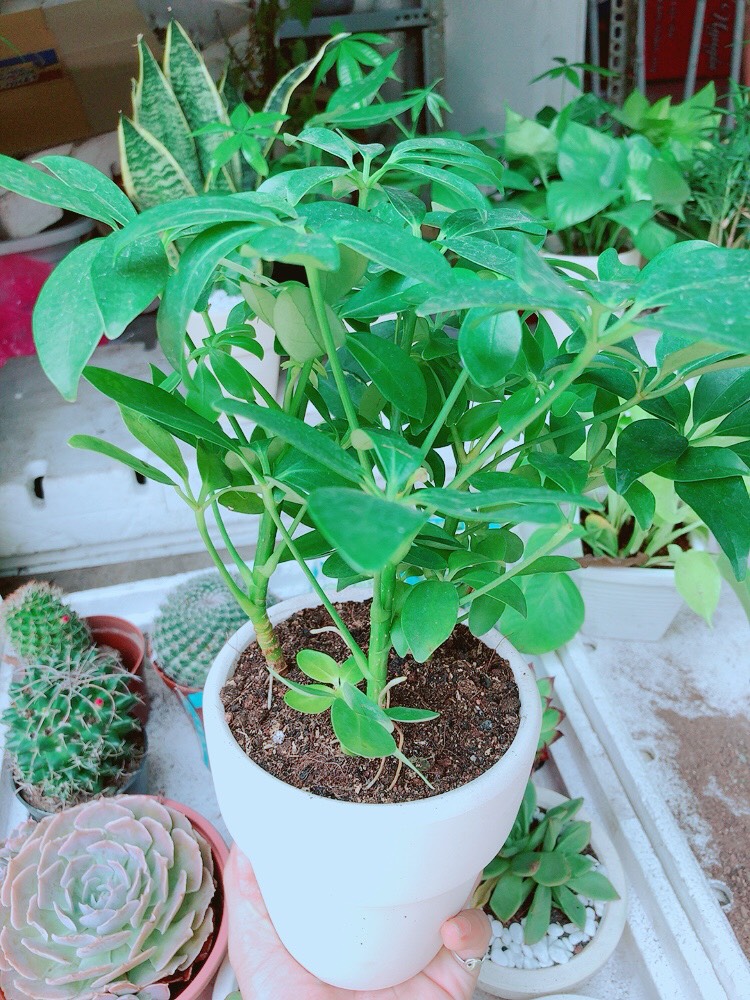 Chậu cây ngũ gia bì