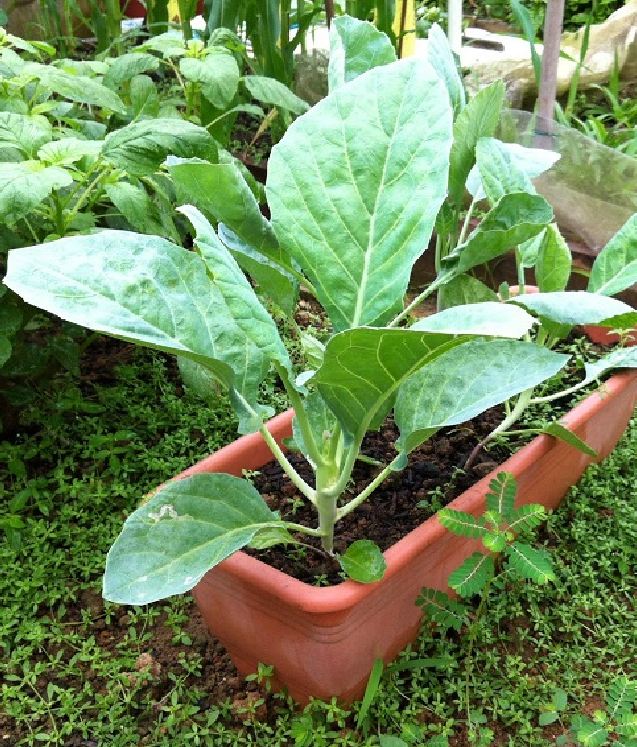 Túi 10 Gram Hạt Giống Rau Cải làn mập ( cải rỗ ) - VTNT