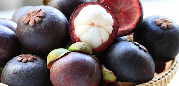 CÂY GIỐNG MĂNG CỤT SIÊM SỚM [ CÂY GHÉP cho trái sớm ]