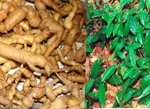 CÂY GIỐNG BA KÍCH TÍM