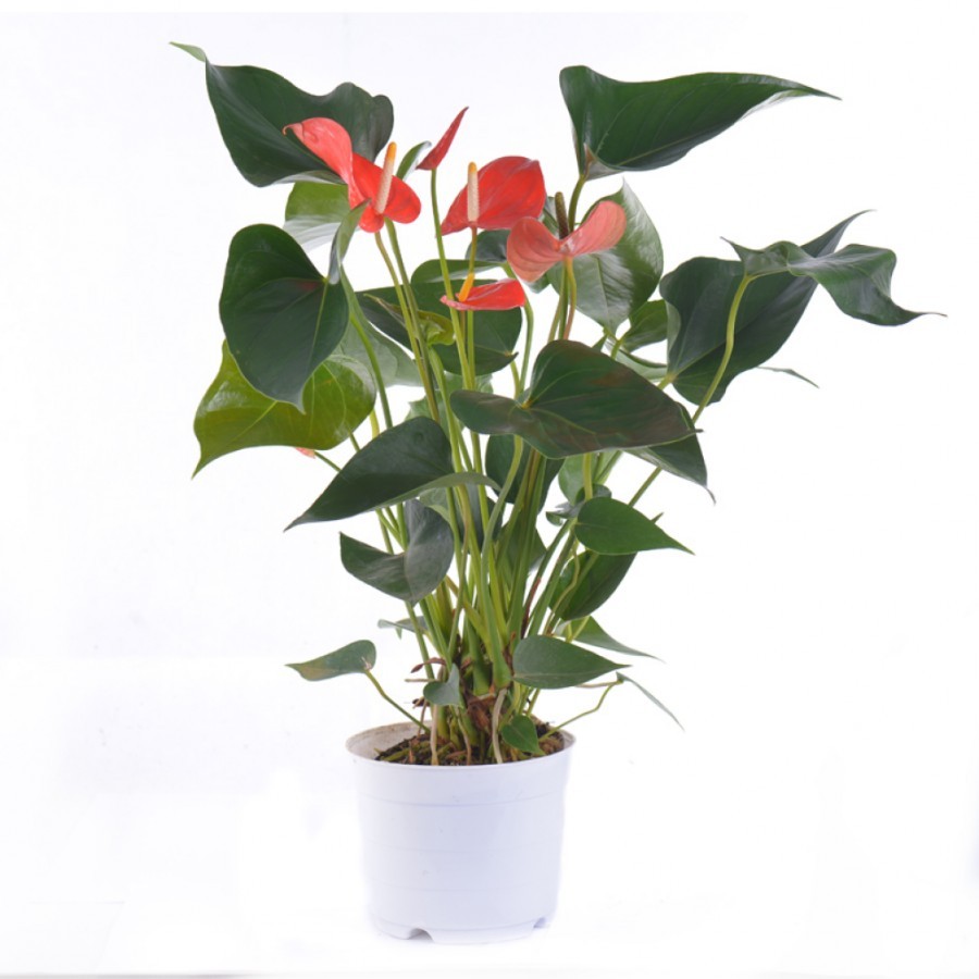 Chậu cây hồng môn Đỏ Đà Lạt